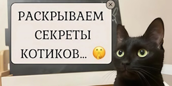 Котики не видят свое отражение в зеркале? Раскрываем секреты!