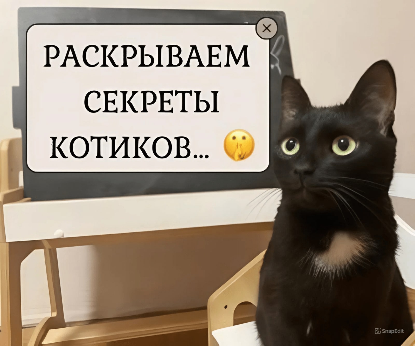 Московская Зеркальная Фабрика — о наших котах