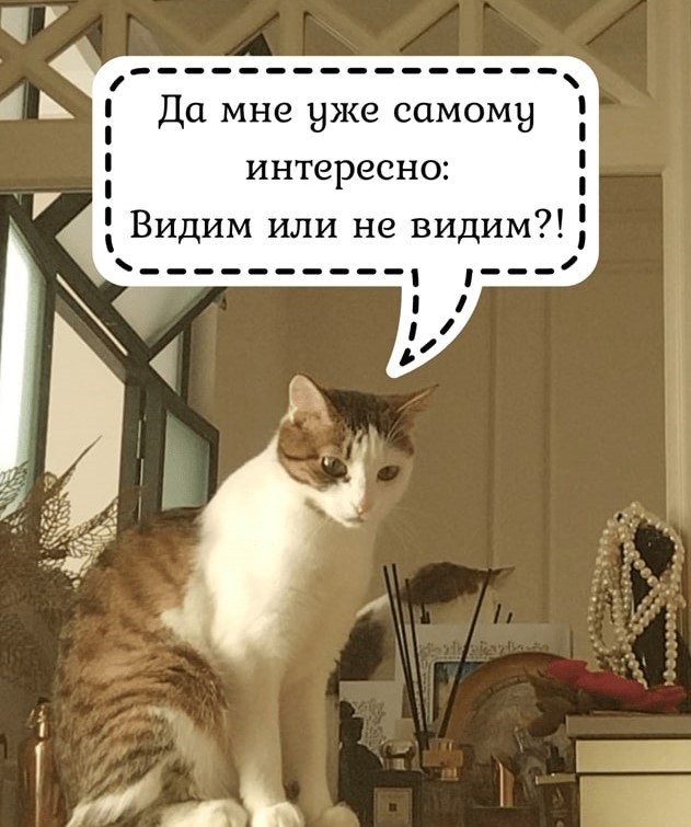 Московская Зеркальная Фабрика — о наших котах