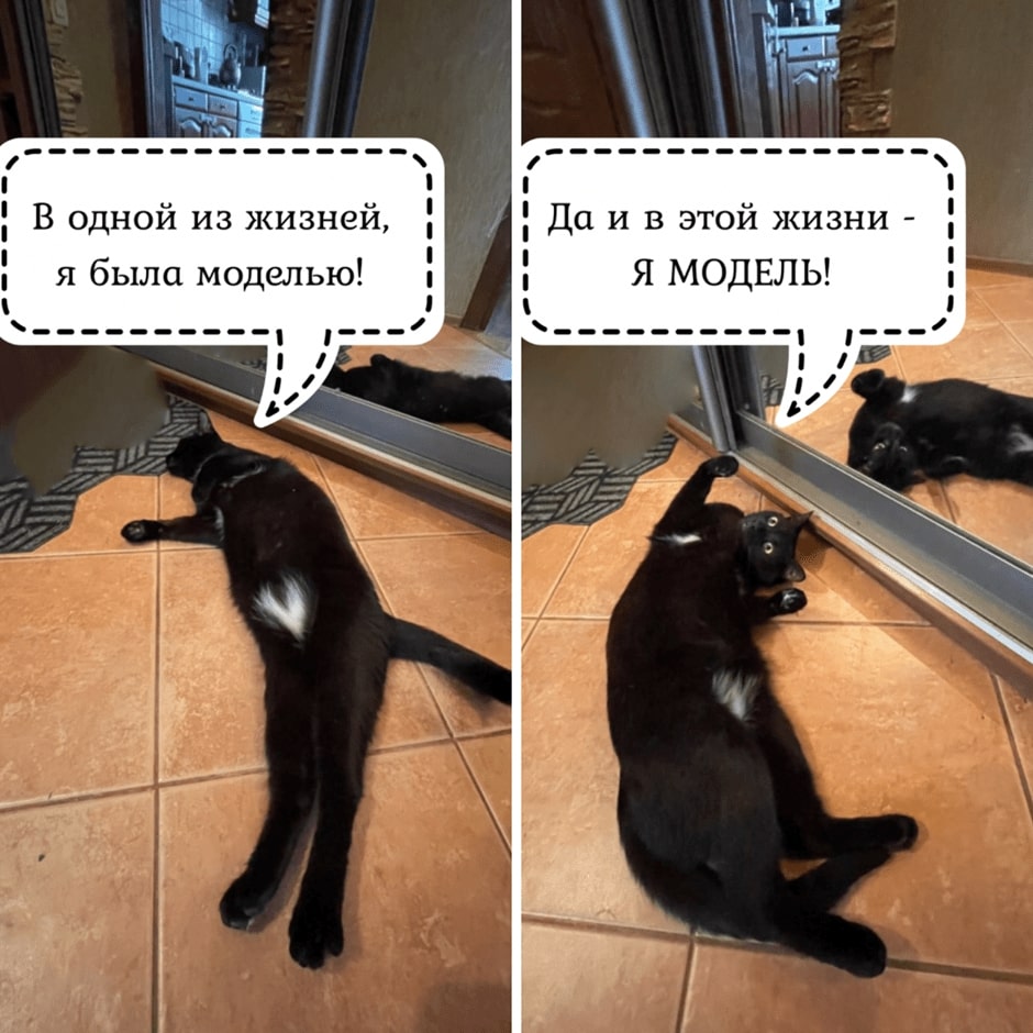 Московская Зеркальная Фабрика — о наших котах