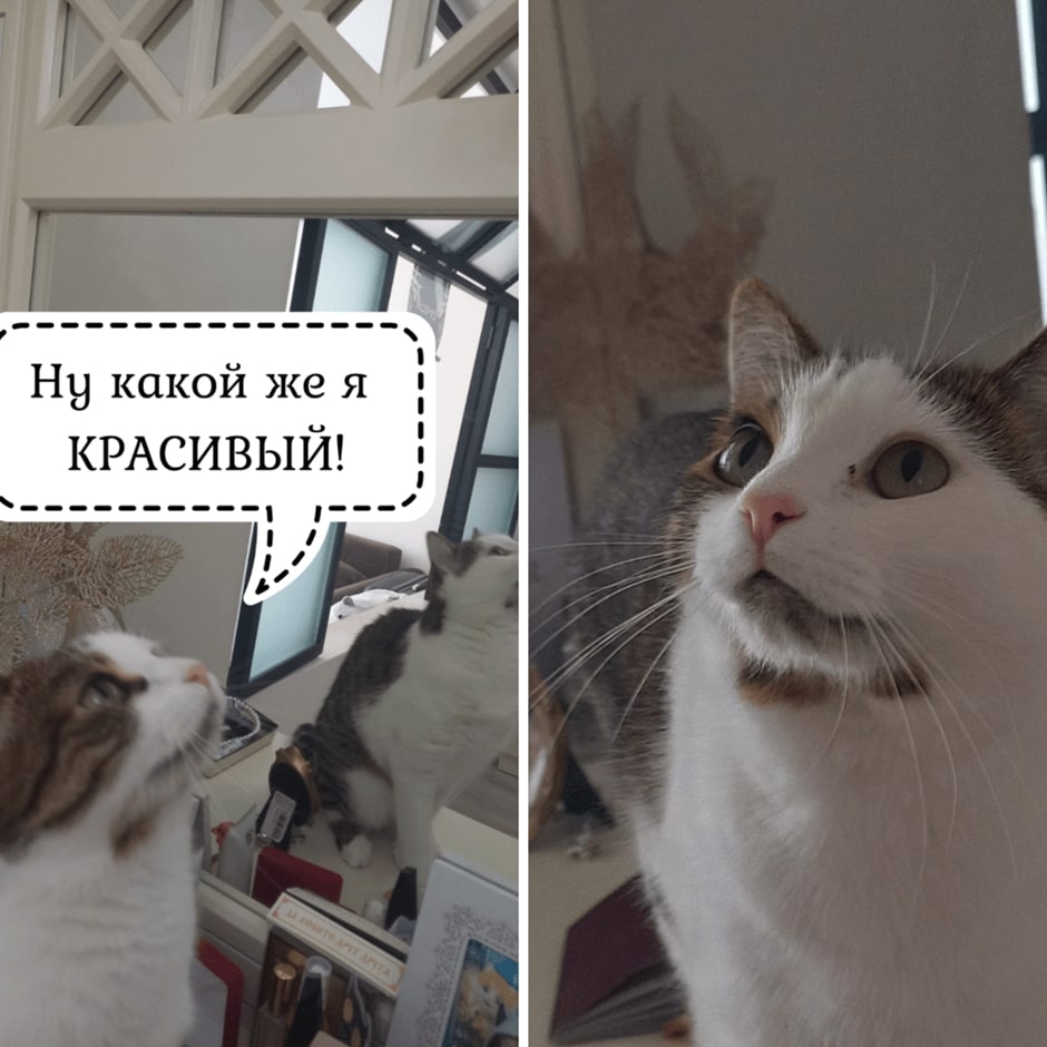 Московская Зеркальная Фабрика — о наших котах