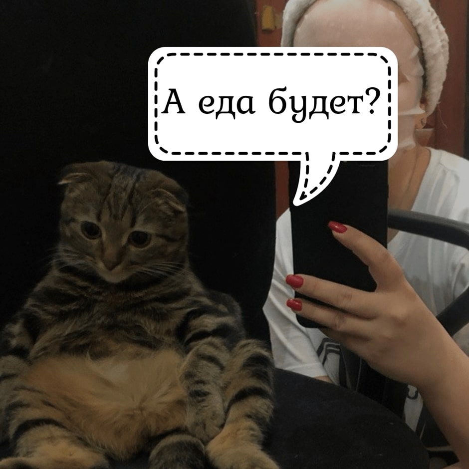 Московская Зеркальная Фабрика — о наших котах